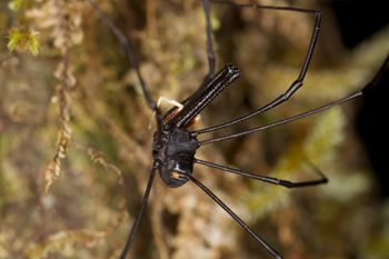 Media type: image;   Invertebrate Zoology 29267